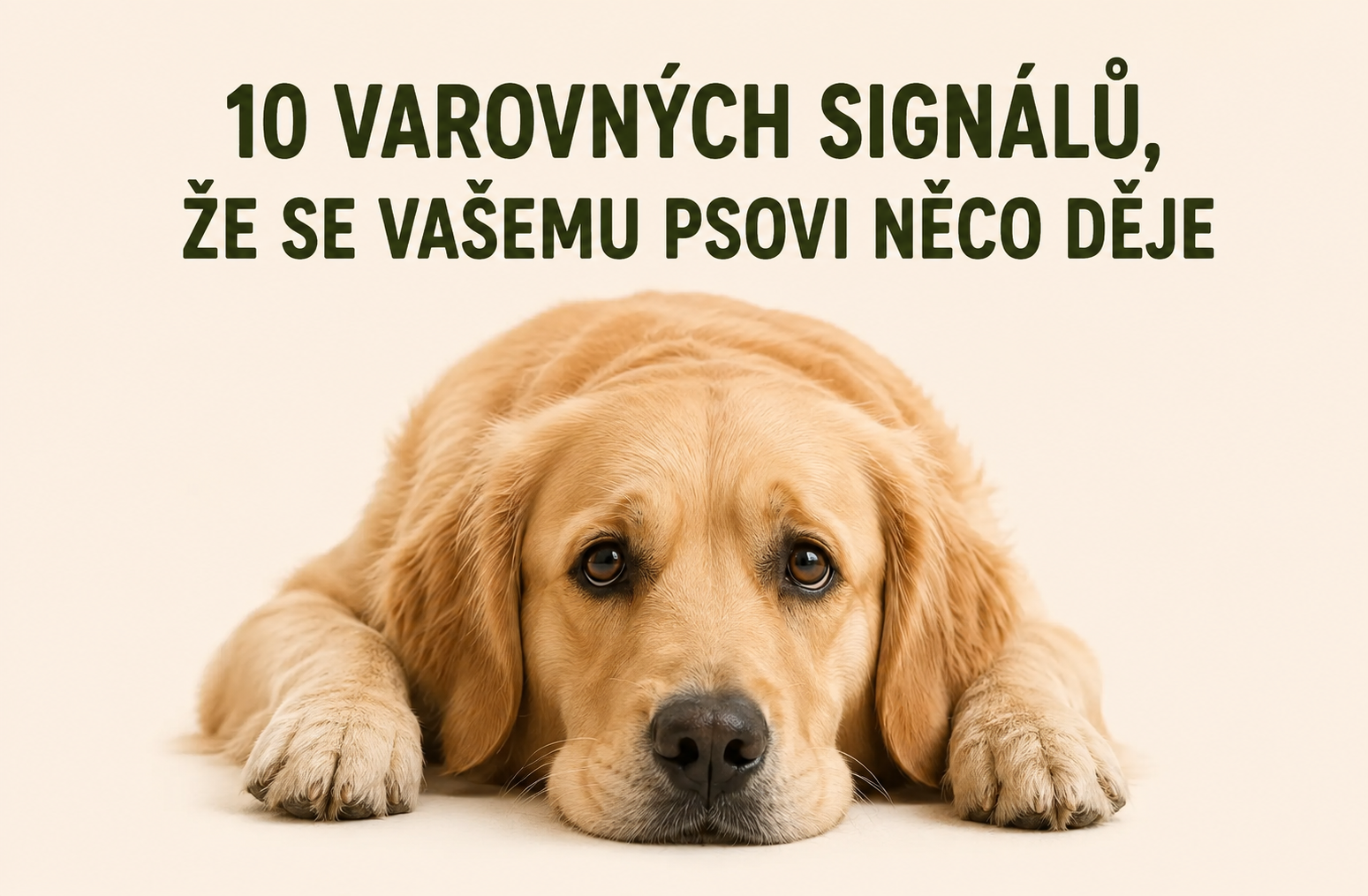 10 varovných signálů, že se vašemu psovi něco děje. Na některé z nich majitelé často zapomínají.